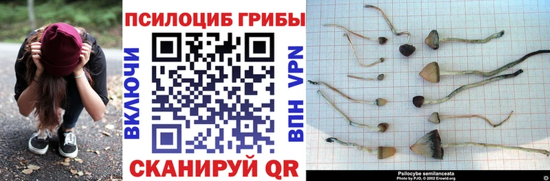 Псилоцибиновые грибы мицелий Сокол